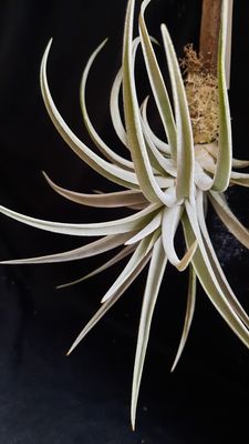 Tillandsia harrisii (M) Tillandsia harrisii (M)