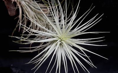 Tillandsia heteromorpha  (L)