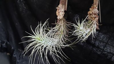 Tillandsia heteromorpha  (M)