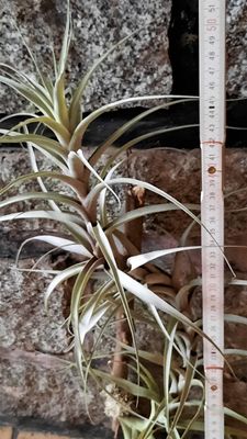 Tillandsia incarnata (M)