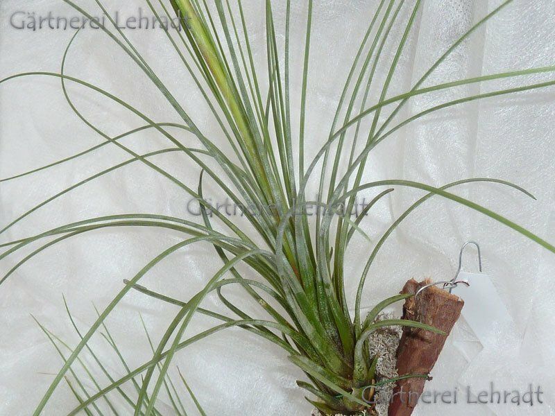 Tillandsia juncea (M)