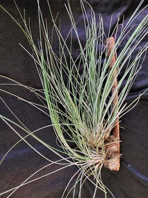 Tillandsia juncea (XL)