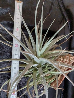 Tillandsia leonamiana  (M)
