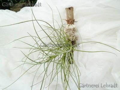 Tillandsia mallemontii   (M)