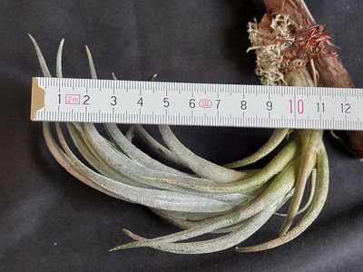 Tillandsia mitlaensis (M)