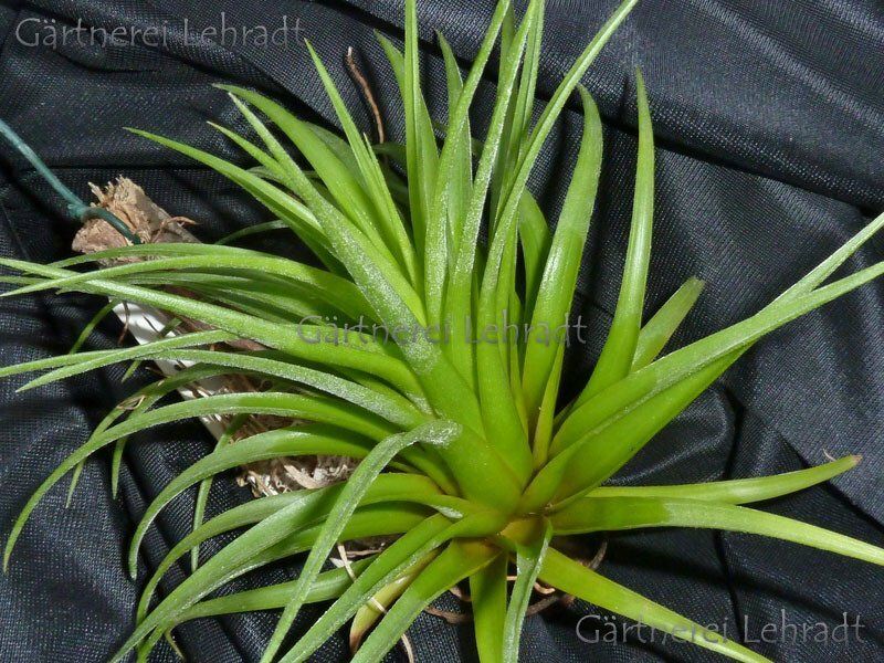 Tillandsia neglecta (L)