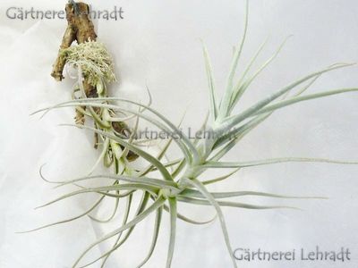 Tillandsia paleacea mini  (M)