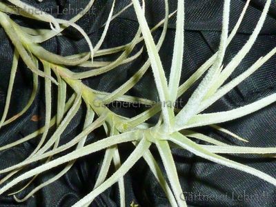Tillandsia paleacea (S)