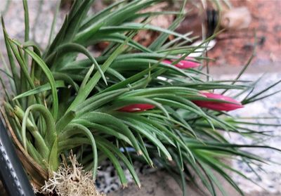 Tillandsia pulchella (XL)