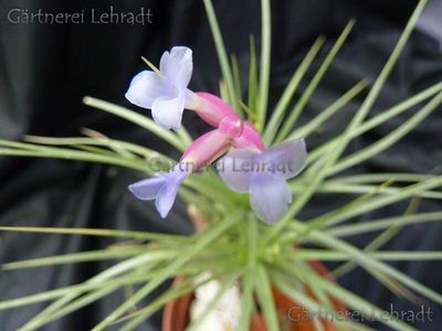 Tillandsia tenuifolia (L)