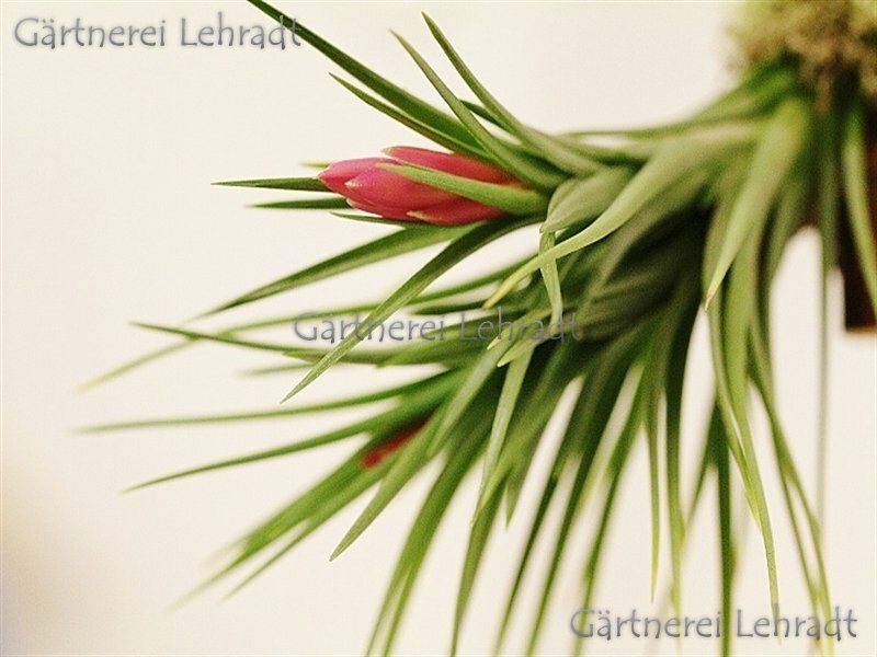 Tillandsia pulchella (M)