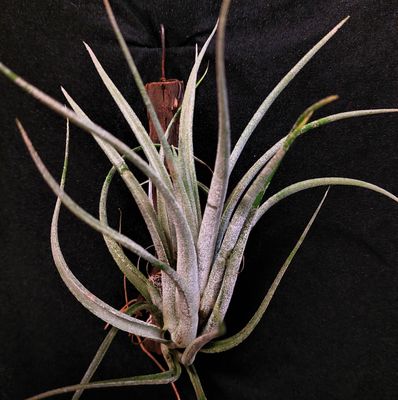 Tillandsia pueblensis   (M)