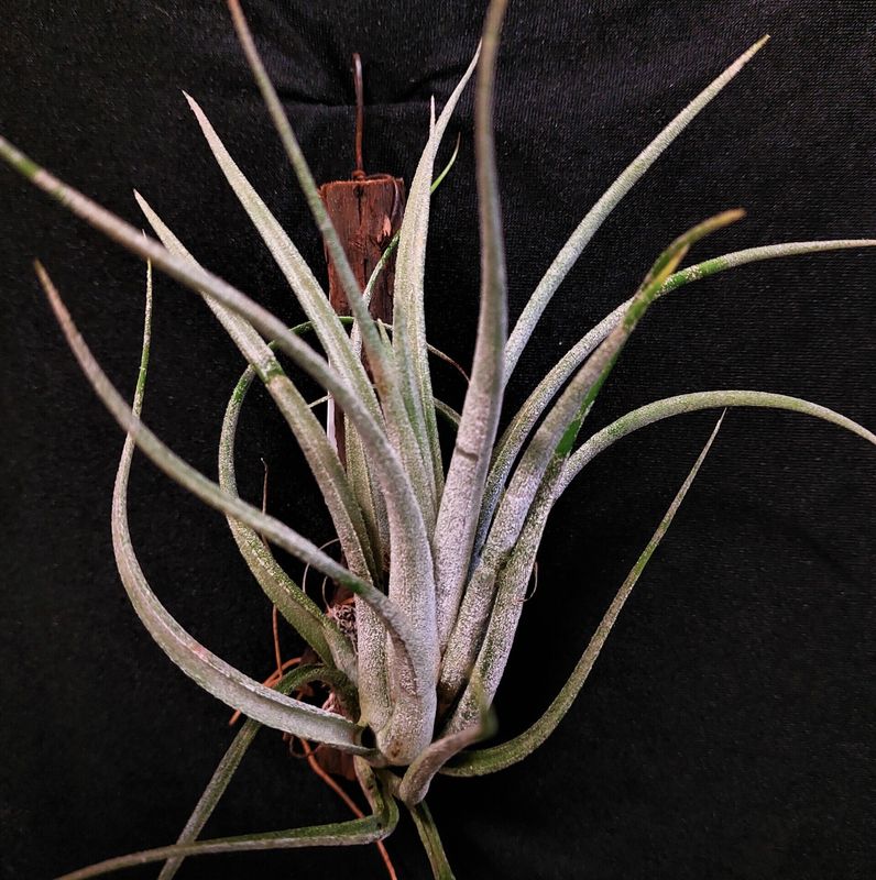 Tillandsia pueblensis   (M)