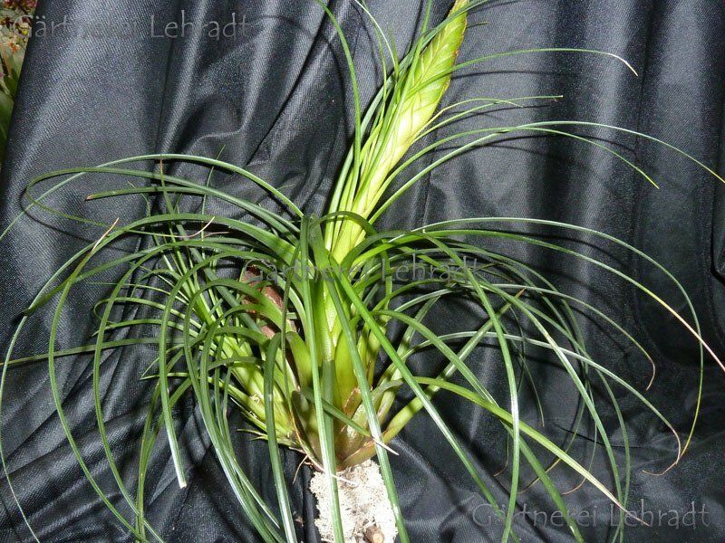 Tillandsia punctulata (XL)