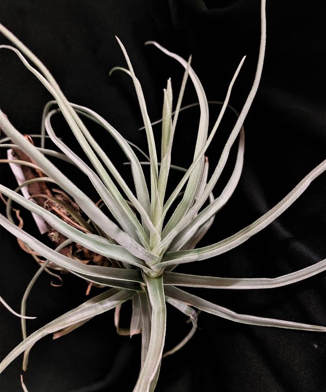 Tillandsia reichenbachii (L)