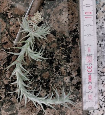 Tillandsia stelifera (M)