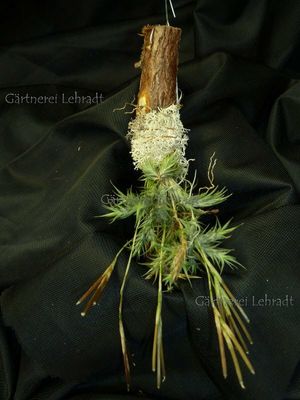 Tillandsia tricholepsis (S)