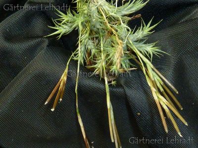 Tillandsia tricholepsis (M)