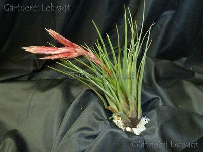 Tillandsia tricolor (M) Tillandsia tricolor (M)
