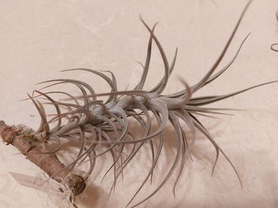 Tillandsia werdermannii  (M)