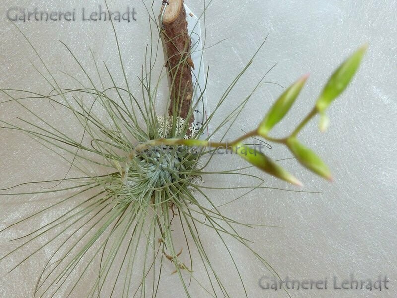 Tillandsia argentea Tillandsia argentea