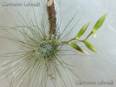Tillandsia argentea Tillandsia argentea