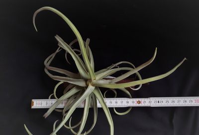Tillandsia duratii Tillandsia duratii