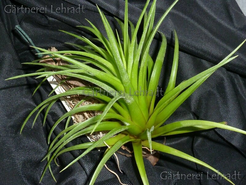 Tillandsia neglecta Tillandsia neglecta
