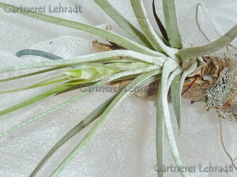 Tillandsia bartramii Tillandsia bartramii