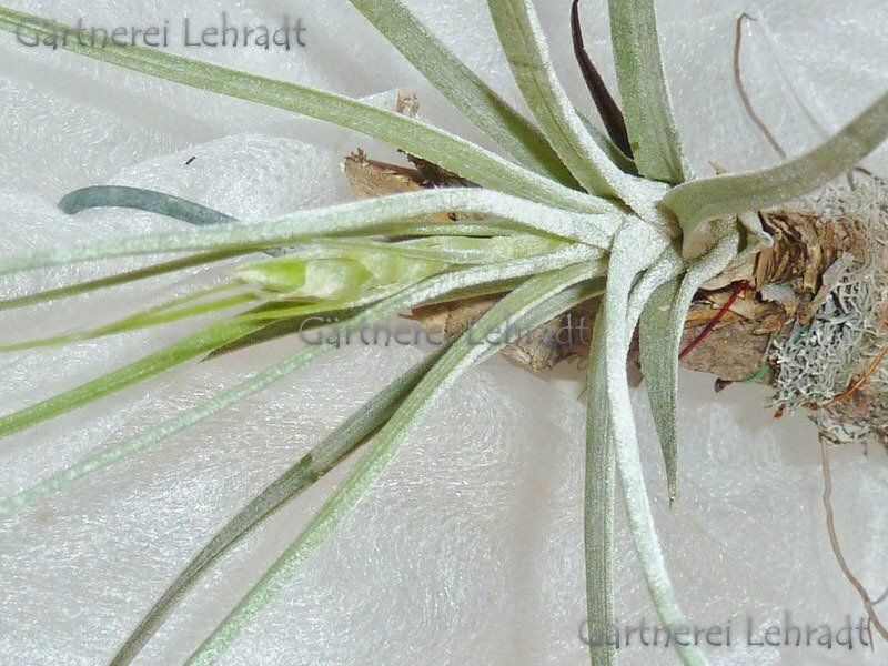 Tillandsia bartramii Tillandsia bartramii