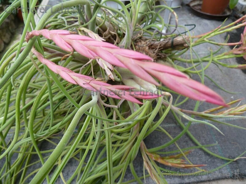 Tillandsia caput - medusae Tillandsia caput - medusae