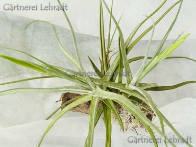 Tillandsia ferrisiana Tillandsia ferrisiana