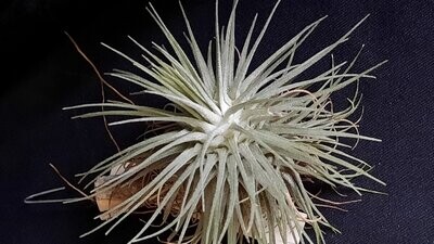 Tillandsia fuchsii mexico