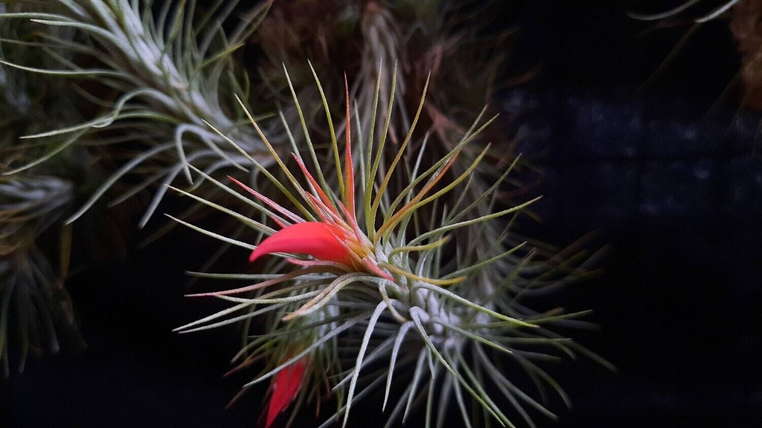 Tillandsia funckiana Tillandsia funckiana