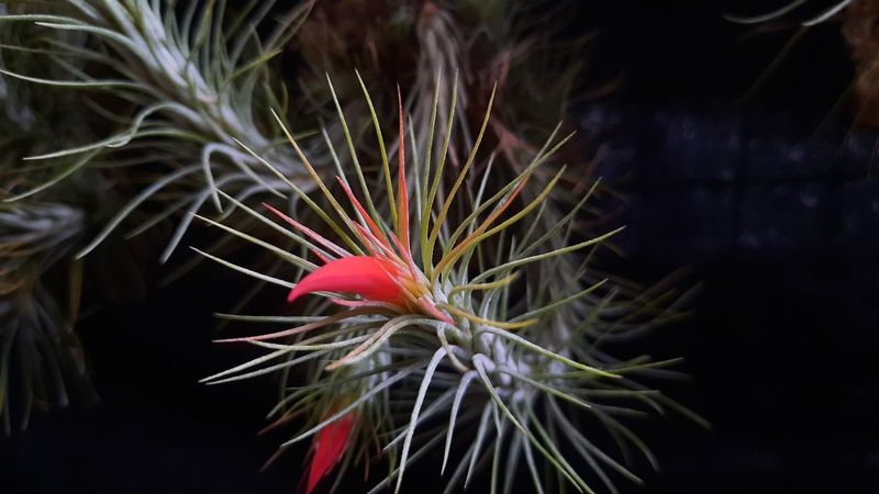 Tillandsia funckiana Tillandsia funckiana