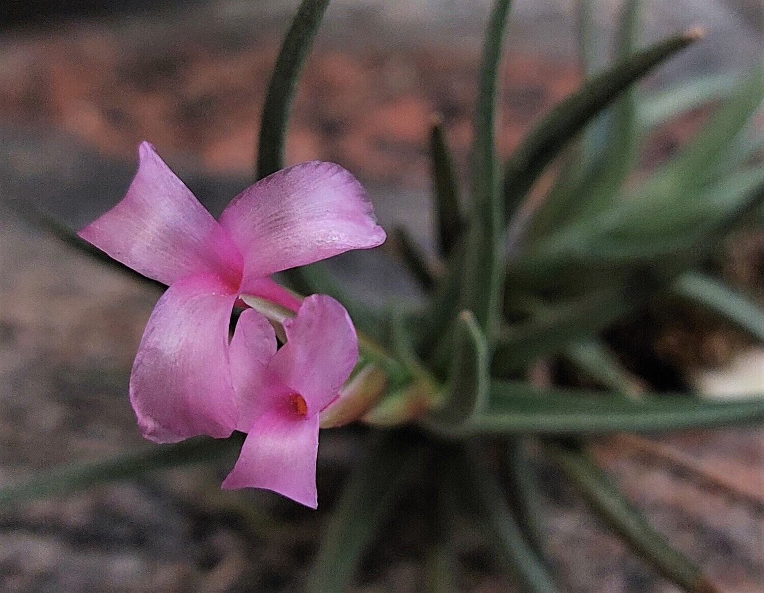 Tillandsia argentina Tillandsia argentina