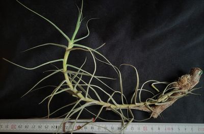 Tillandsia caerulea