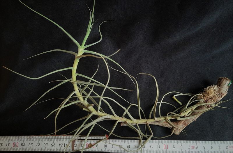 Tillandsia caerulea Tillandsia caerulea