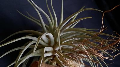 Tillandsia espinosae (Vriesea) Tillandsia espinosae (Vriesea)