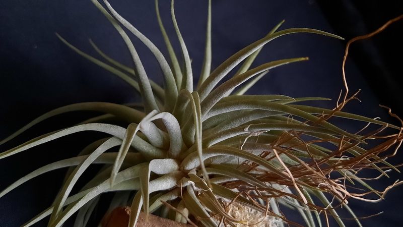 Tillandsia espinosae (Vriesea) Tillandsia espinosae (Vriesea)