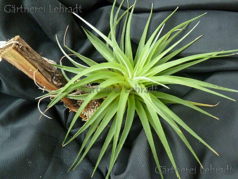 Tillandsia kammii Tillandsia kammii