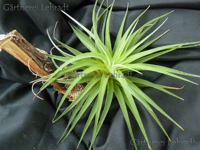 Tillandsia kammii Tillandsia kammii