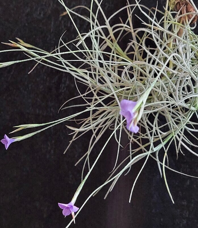 Tillandsia mallemontii Tillandsia mallemontii