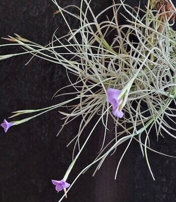 Tillandsia mallemontii