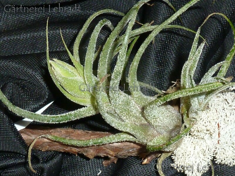 Tillandsia pruinosa Tillandsia pruinosa