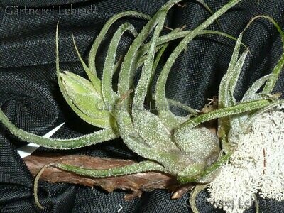 Tillandsia pruinosa