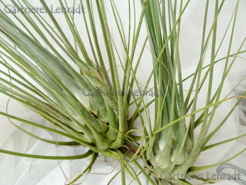 Tillandsia disticha Tillandsia disticha