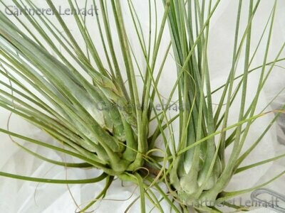 Tillandsia disticha Tillandsia disticha