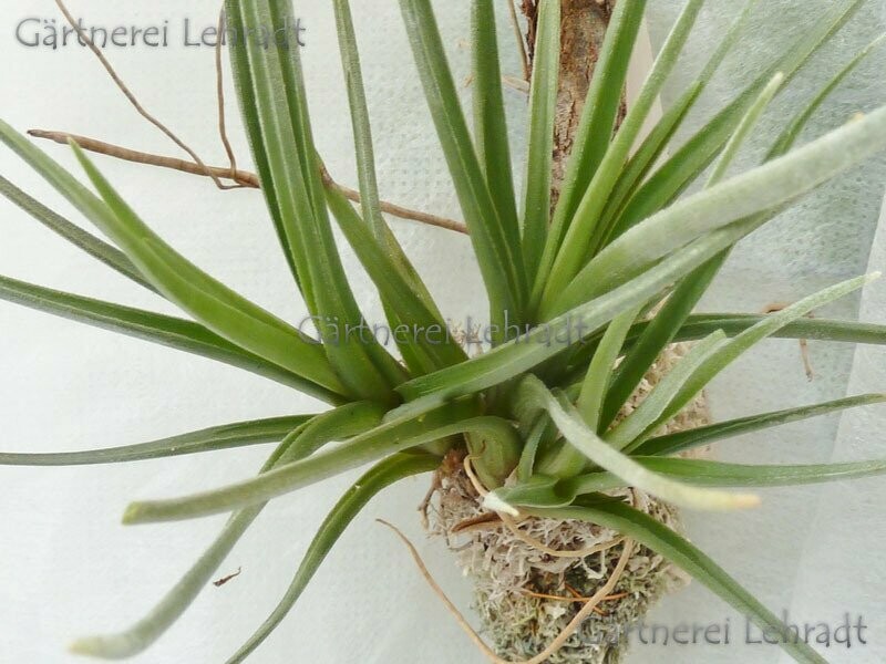 Tillandsia dorotheae Tillandsia dorotheae