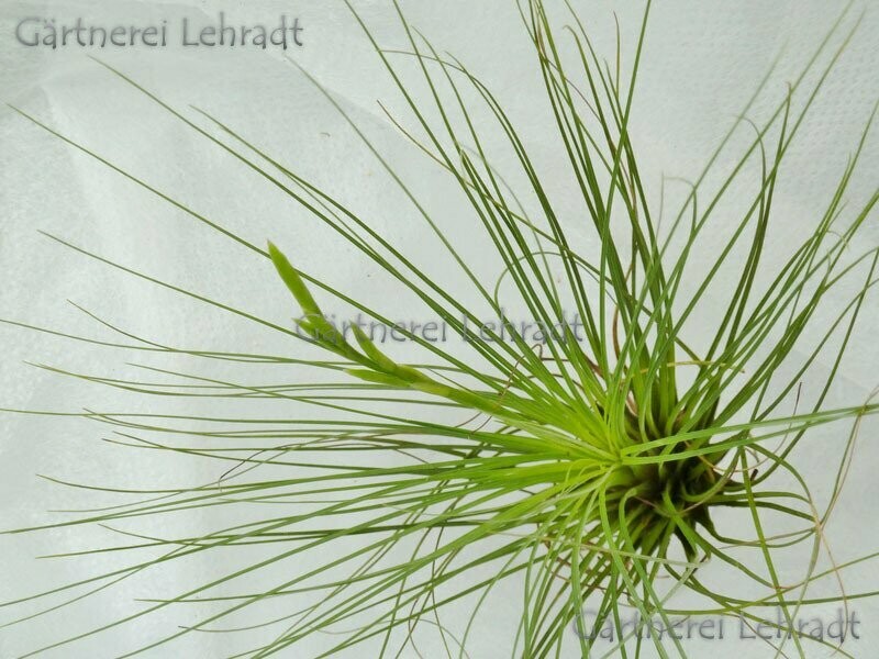 Tillandsia filifolia Tillandsia filifolia